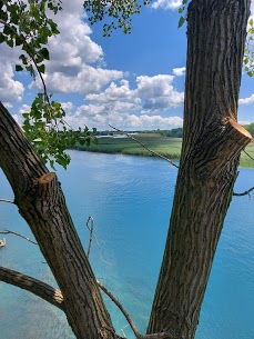 Large tree growing beside a calm river in Chatham-Kent