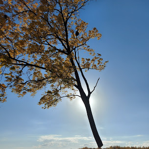 Shrub Pruning Chatham-Kent