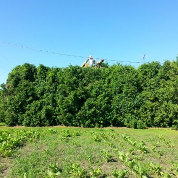 Tree Hazard Evaluation Chatham-Kent