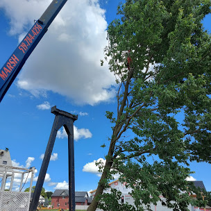 Tree Maintenance Chatham