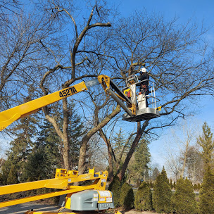 Tree Pruning Services Chatham