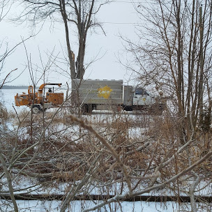 Professional arborist pruning branches to maintain tree health in Chatham
