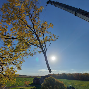 Tree removal crew cutting down a large tree in Chatham
