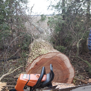 Tree Service in Chatham