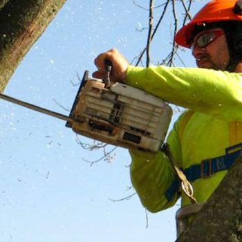Tree Trimming Service Chatham