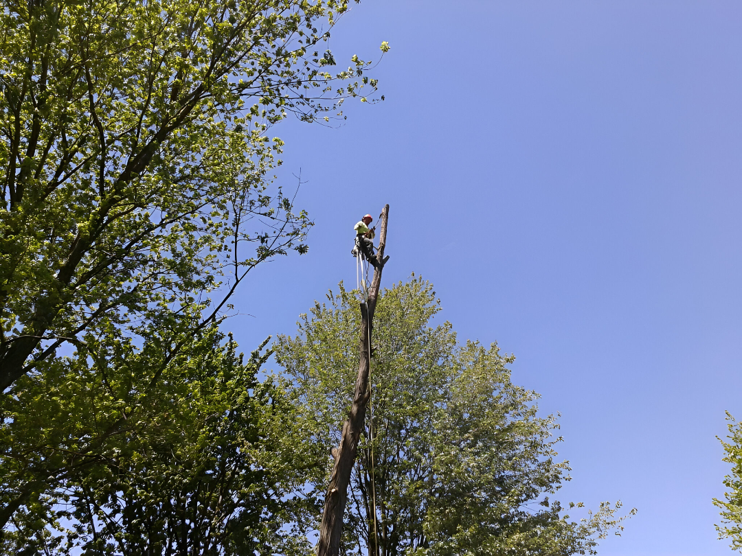 Yard Maintenance in Chatham