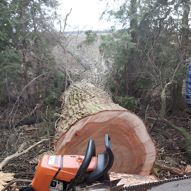 Yard Maintenance Services in Chatham