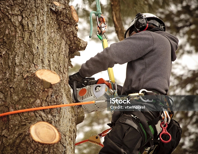 Arborist Chatham-Kent