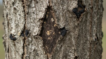 Black fungus on a tree showing dark mold-like growth related to damp conditions.