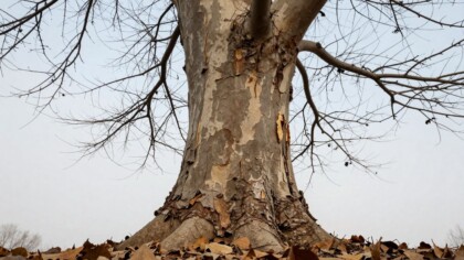 Tree with thinning canopy and damaged bark, illustrating common symptoms of decline due to age, disease, or stress
