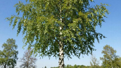 Birch tree roots illustrating shallow root structure and natural root spread.