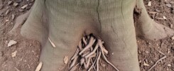 Close-up of a healthy tree root collar where the trunk meets the soil