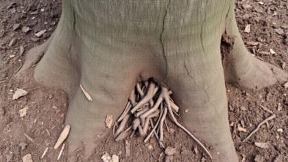 Close-up of a healthy tree root collar where the trunk meets the soil