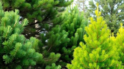 Various pine tree species in a landscaped setting.